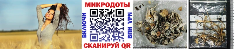 Псилоцибиновые грибы Cubensis Петровск